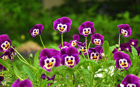 Image result for flowers