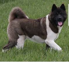 Satilik Akita Inu Muhtesem Kalite Yavrular Satilik Akita Inu Muhtesem Kalite Yavrular Kopek Kopekseverler Kopeksahiplendirme Kopeky Akita Dogs Corgi