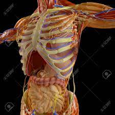 With each succeeding rib, from the first, or uppermost, the curvature of the rib cage becomes more open. Human Body X Ray View Of The Respiratory Apparatus And Digestive Stock Photo Picture And Royalty Free Image Image 106631064