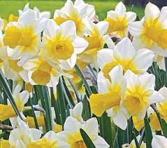 Narcissus Golden Echo White Flower Farm Narcissus Bulb Flowers