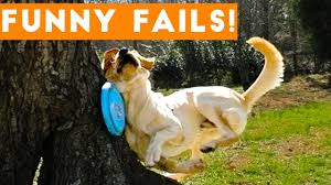 Animal fails ★ the best funny animals fails 2015 & 2016 on the internet! Try Not To Laugh Animals Funny Pet Fails Compilation 2018 Epic Pet Videos Moments Youtube