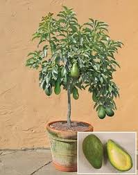 Cara tanam pokok dalam pasu/pot supaya cepat berbuah dari bawah pasu/pot 1. Pokok Buah Dalam Pasu Warmovie