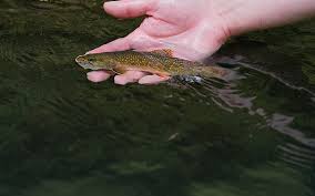 Trout are one of the most fun fish to catch. Brook Trout Stronghold March April 2018 Minnesota Conservation Volunteer Minnesota Dnr