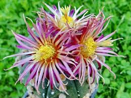 Image result for Thesium asterias