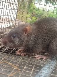 Hội nuôi chuột cống nhum | Facebook