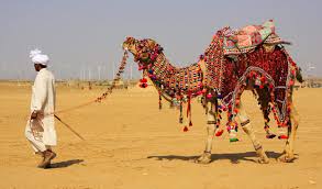 I am working under ipaycashforelectronics.com we are located at 16th street and street and camelback road, in phoenix, arizona, the address is: Camel Safari In Jaisalmer Jaisalmer Camel Safari Makemytrip