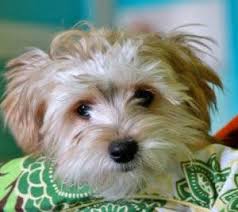 Black And Tan Yorkie Full Grown Is A Maltese Yorkie Mix The Right Dog For You Maltese Yorkie Mix Yorkie Mix Yorkie
