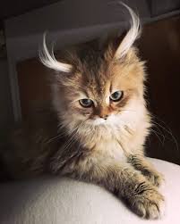 Gambar anak kucing yang paling comel di dunia. Foto Kucing Kucing Paling Cantik Di Dunia Kucing Binatang Piaraan