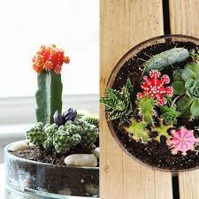 El jardín de cactus es una de las últimas obras de césar manrique creado sobre una antigua cantera y convertido en una auténtica plantación de una la cochinilla es un insecto cuya hembra parasita en un tipo de cactus denominado tunera. Comment Faire Un Jardin De Cactus Ou De Succulents Pour L Interieur