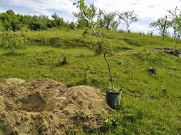 Nuci din anul 2, plantati in toamna 2012. La Plantat De Nuci In Luna Mai Ècoala De PuieÈi