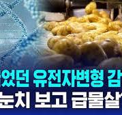 [단독] "한국에 팔게 해달라" 7년 끌다 결국…심사 통과 / SBS 8뉴스