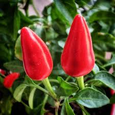 Image result for Capsicum frutescens