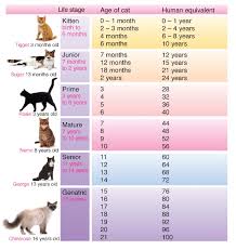 When creating a warrior, it is important to know what their age is. What Is The Age Ratio Of Cat To Human Years Catwalls