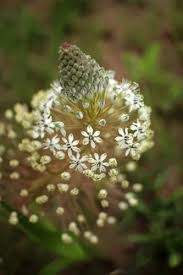 Image result for Schizocarphus nervosus