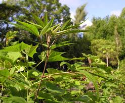 Image result for Dombeya acutangula