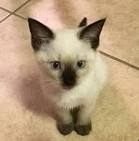siamese kittens for sale in Virginia Classifieds & Buy and ...