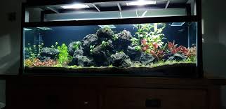 Maybe you would like to learn more about one of these? 30g Setup For Spotted Congo Puffer Aquariums