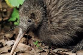 New zealanders also like to call themselves kiwis. Travel Tipp Neuseeland Kiwi North Museum Eine Der Wichtigsten Attraktionen In Northland Neuseeland News Reisen Abenteuer Und Tourismus Fuer Deutschsprechende Neuseeland Reisende