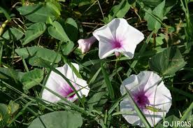 Image result for Ipomoea aquatica