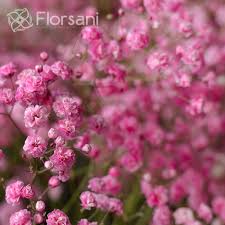 This flower is usually gifted for baby showers and taken to weddings. Light Pink Baby S Breath For Sale Farm Direct Magnaflor