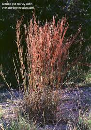 Ornamental grasses can provide a wide variety of dynamics that other plants just can't match. Native Grasses Central Texas Gardener