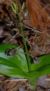 Image result for Liparis tridens