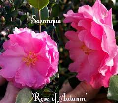 Camellia Sasanqua Rose Of Autumn Rose Camellia Beautiful Roses
