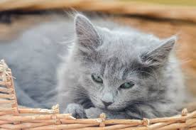 Junon Our Beautiful Nebelung Kitten Nebelung Cat Nebelung Cute Cats