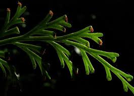 Image result for Asplenium theciferum