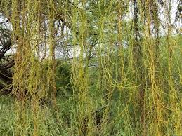 Image result for Prosopis pallida