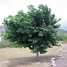 Image result for Pearsonia cajanifolia