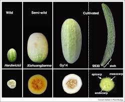 Image result for Cucumis meeusei