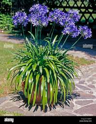 Image result for Agapanthus africanus