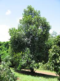 Image result for Artocarpus heterophyllus
