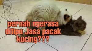 00 lampu teplok menyala pedagang : Ciri Pacak Kucing Yang Berhasil Youtube