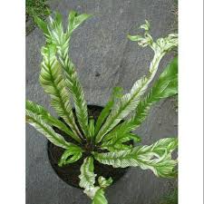 We did not find results for: Bibit Tanaman Hias Kadaka Varigata Shopee Indonesia