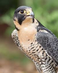 Predator Birds Of Prey Peregrine Falcon Birds