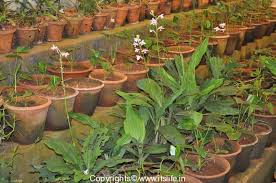Image result for Calanthe sylvatica