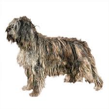 Maybe you would like to learn more about one of these? Cane Da Pastore Bergamasco Scheda Razza Su Cani It