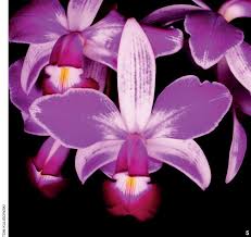 Image result for Emilia violacea