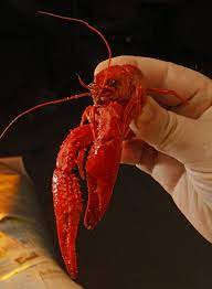Rules For Eating Crawfish Are Simple - Al.com