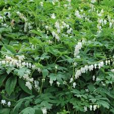 Image result for Dicentra spectabilis alba