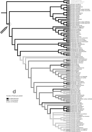 Image result for Dinebra caudata