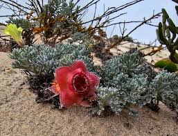 Image result for Grielum