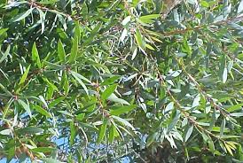Image result for Melaleuca