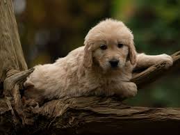 J-Wurf Golden Retriever Welpen „of Golden Heathland“ 22.09.2024