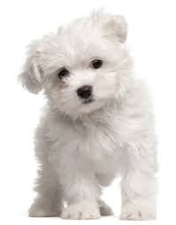 what is the best dog food for a maltese