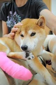 It has been a long week so far. Meet The Real Dog Behind The Doge Meme Real Dog Japanese Dogs Dogs