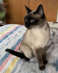 Search for siamese rescue cats for adoption. 900 Siamese Chats Ideas In 2021 Siamese Siamese Cats Cats