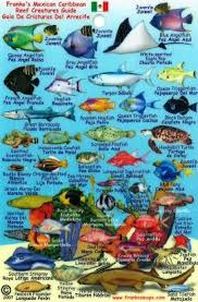 Mexican Caribbean Fish Mini Card 2007 By Frankos Maps Ltd